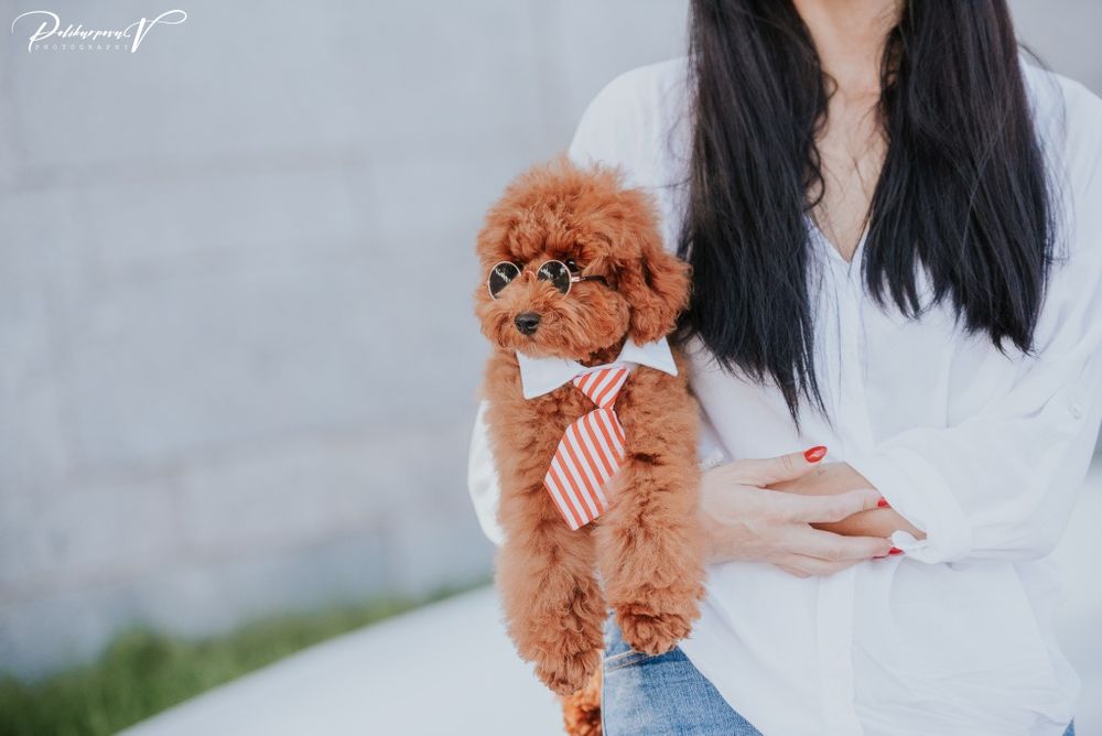 Той-пудель цуценята