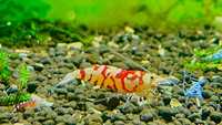 Krewetki Caridina Fancy Red Tiger Mid