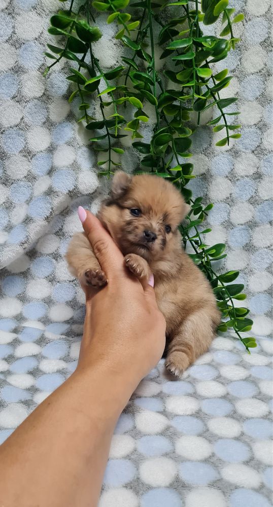 Excelente mini menina Lulu da Pomerania/Spitz Alemão Anão de Qualidade