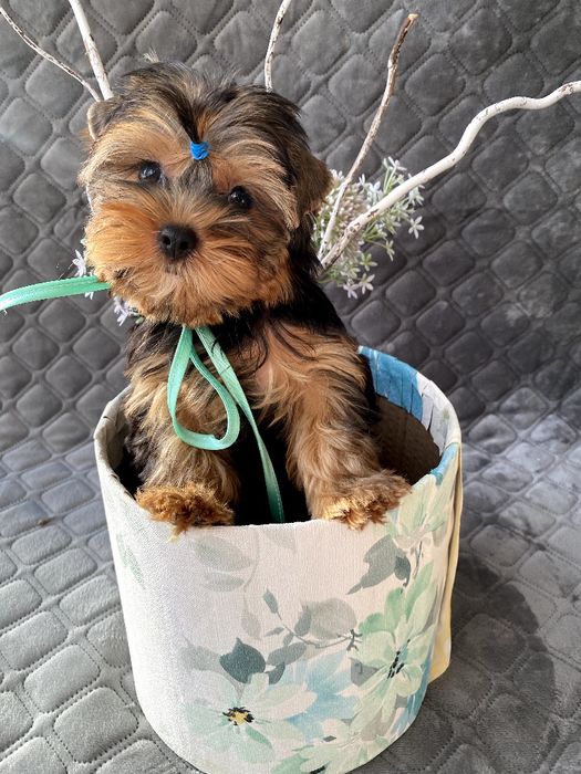 Йорки гарнесенькі