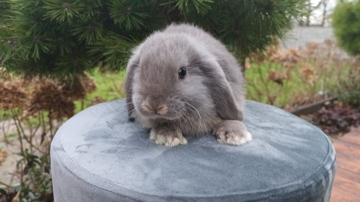 Królik karzełek baranek mini lop do odbioru