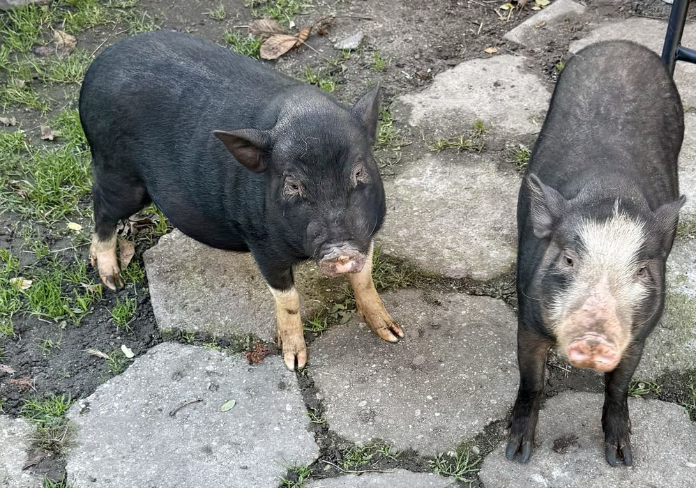 Sprzedam świnki wietnamskie Cena do negocjacji!!!