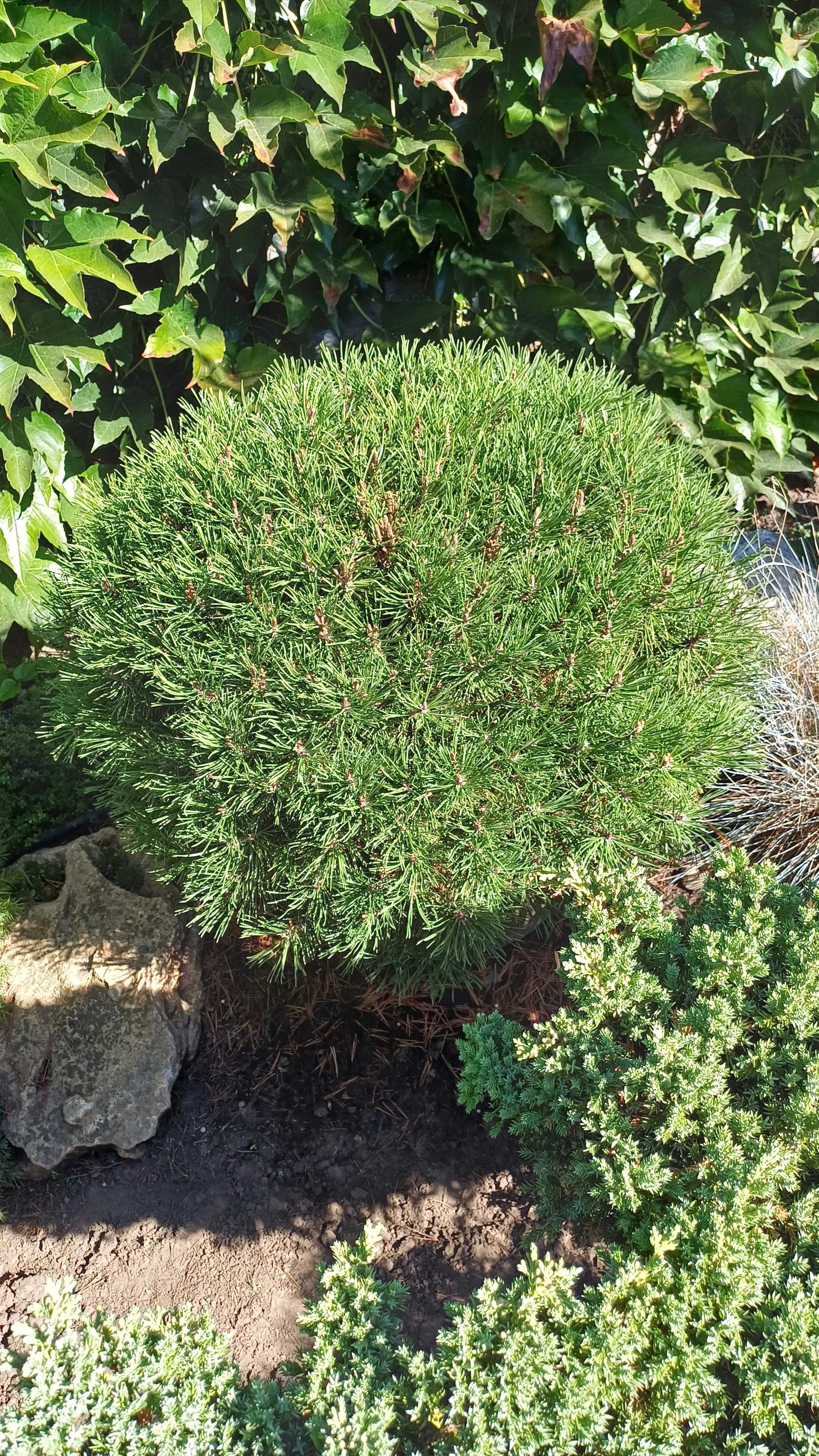 Сосна гірська Мінімопс карликова декоративна хвойна рослина Minimops