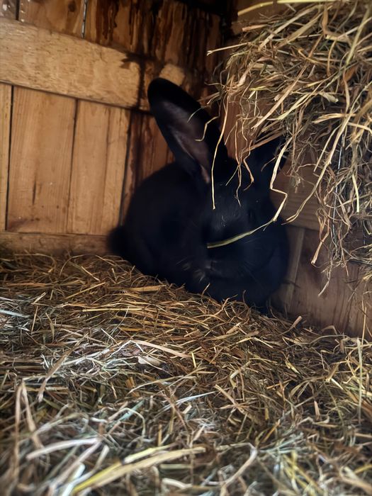 Królik srokacz olbrzymi