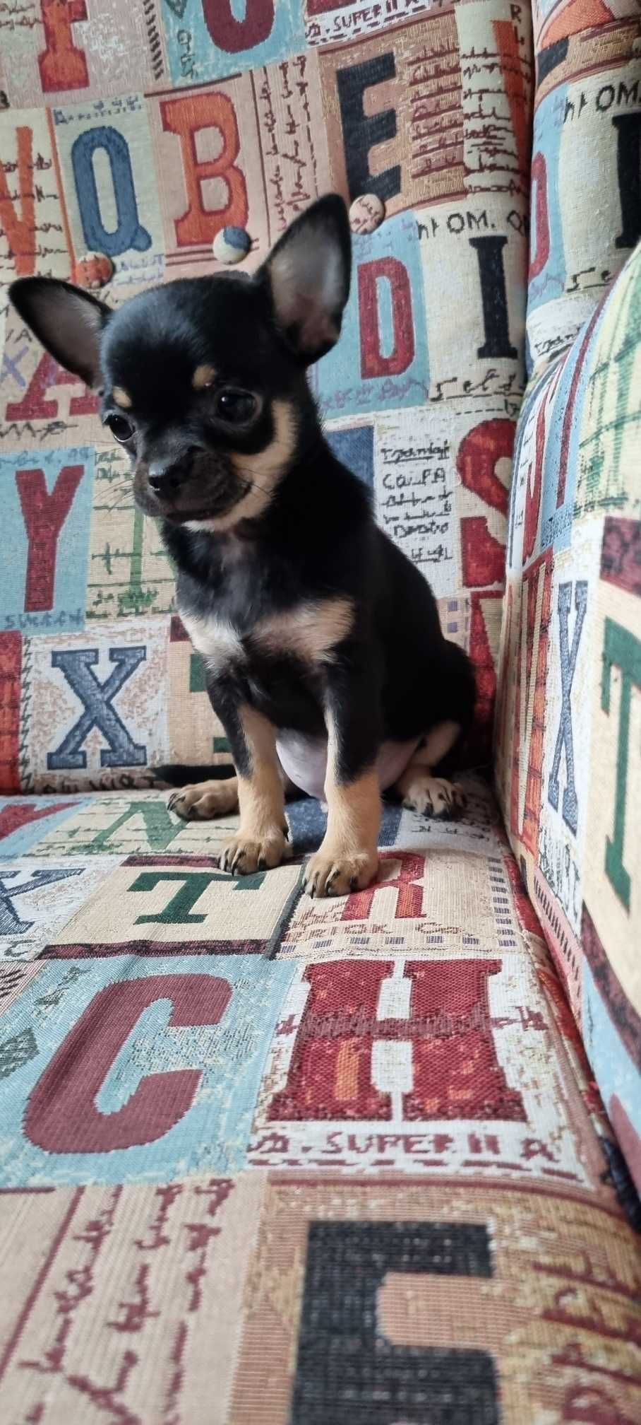 Śliczny Cudowny Piesek Chihuahua z PRAWEM HODOWLANYM
