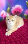Хлопчик британський золотий котик