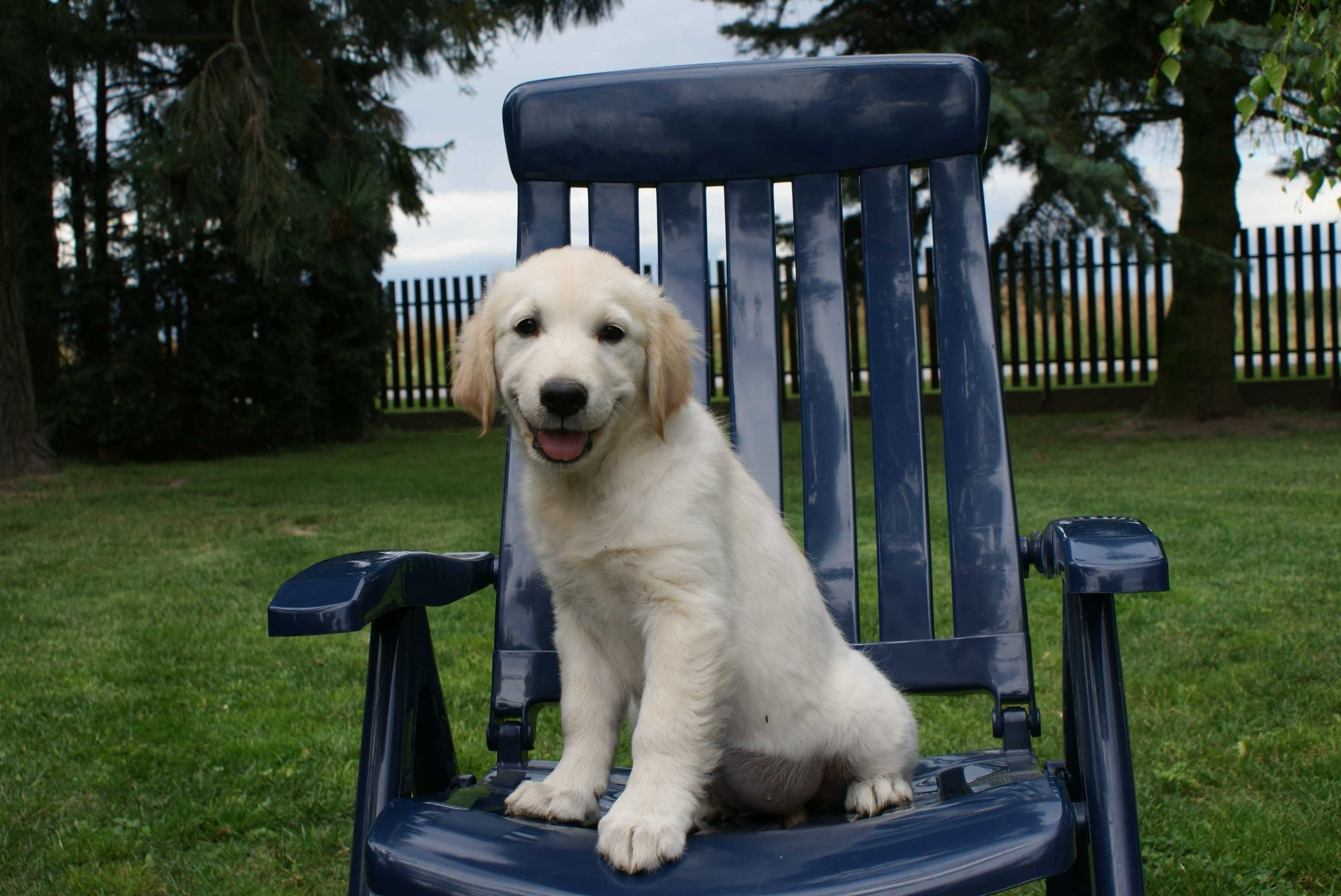 Piękna suczka Golden Retriever gotowa do odbioru !!