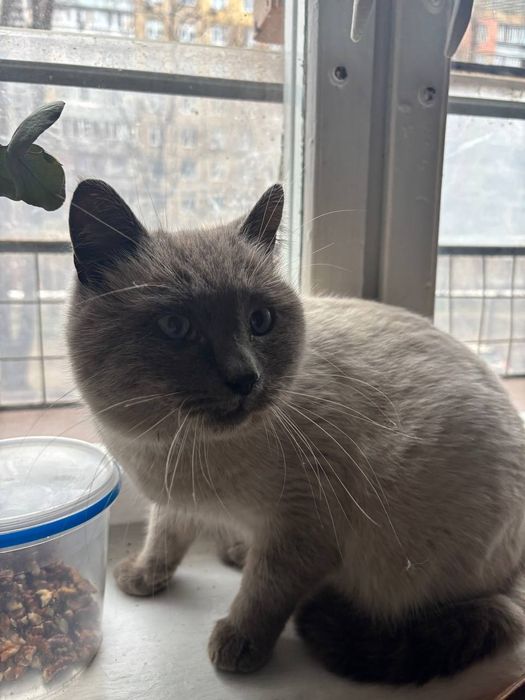 Нашли кота, Победа 4 массив