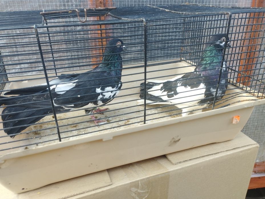 Gołębie zamojskie i roztoczańskie