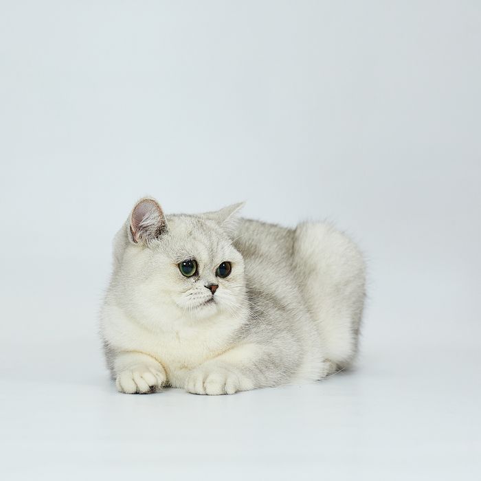 Кошеня британська короткошерста срібна шиншила