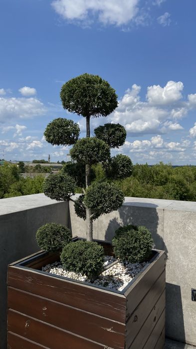 Декоративна стрижка та обрізка зелені, хвойних дерев та кущів, та ін