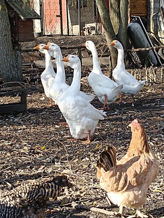 Gęsi garbonosy mł.