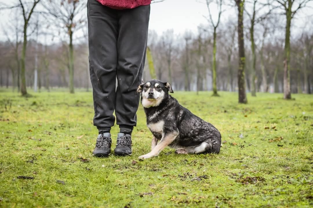 Miała tylko 3 miesiące jak trafiła do schroniska.. Od tylu lat czeka..