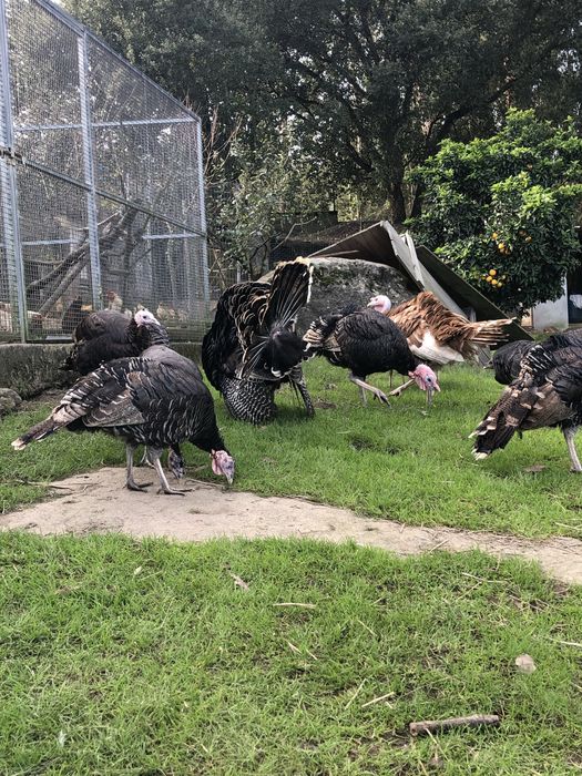 Perus selvagens, criados no campo.