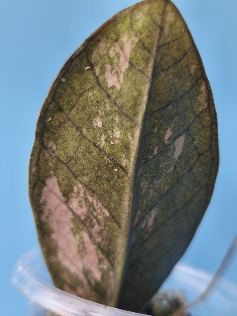 Заміокулькас варієгатний zamioculcas Black variegata