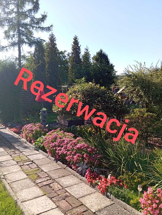 Duży ogródek działkowy
