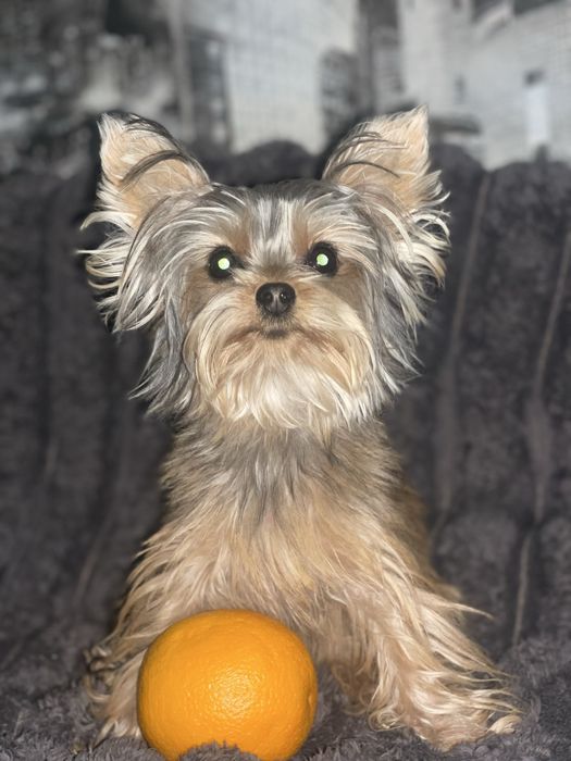 Дівчатка 9 місяців міні