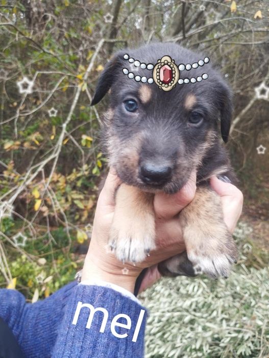 Mel para adoção muito responsável