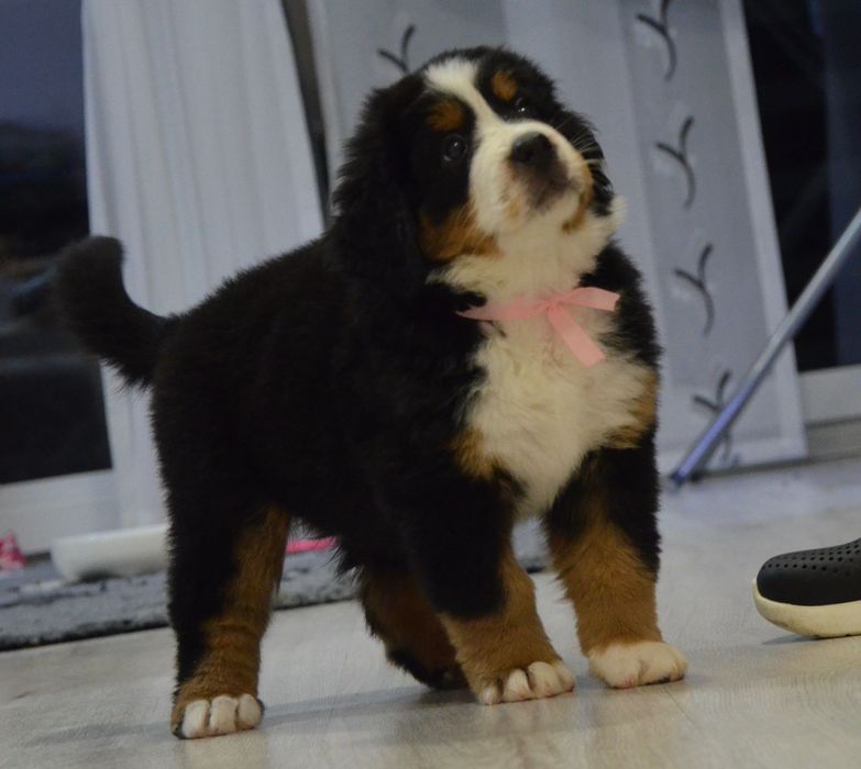 Berneński Pies Pasterski