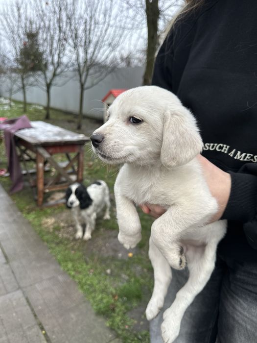 Маленькі цуцики шукають сімʼю