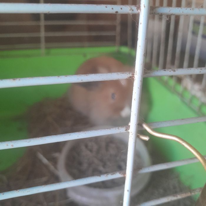 Vendo coelhos anoes de orelhas caidas