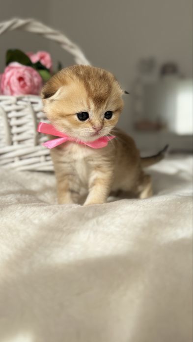 Kotka Szkocka Złota. Scottish fold. Do rezerwacji