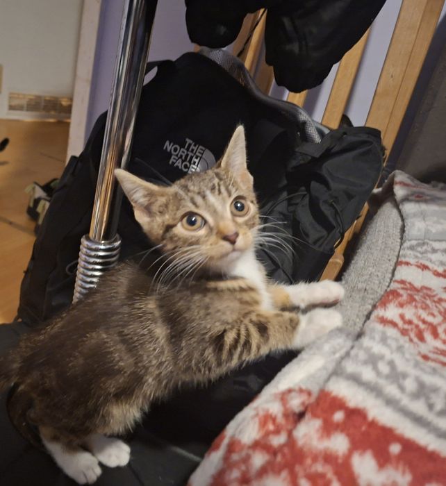 Dwa małe kotki (oddaje razem)