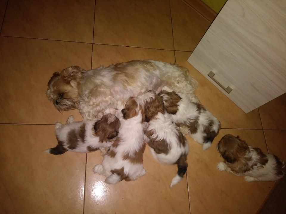 Śliczna suczka shih tzu