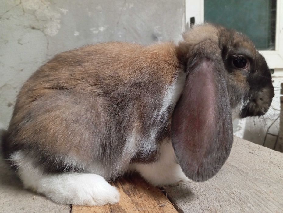 Króliki barany francuskie