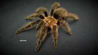 Паук птицеед Brachypelma albopilosum L7 самки, самцы!