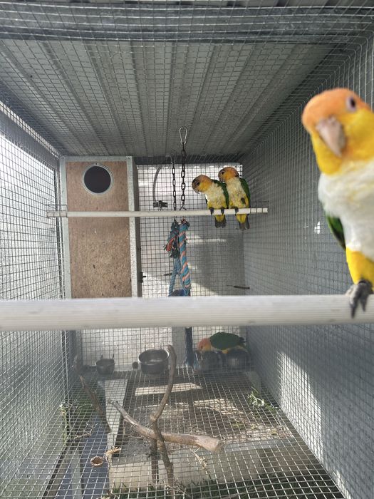 Marinha de Cabeça Canela