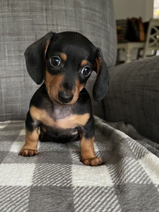 Чорний малюк — серце краде з першого погляду