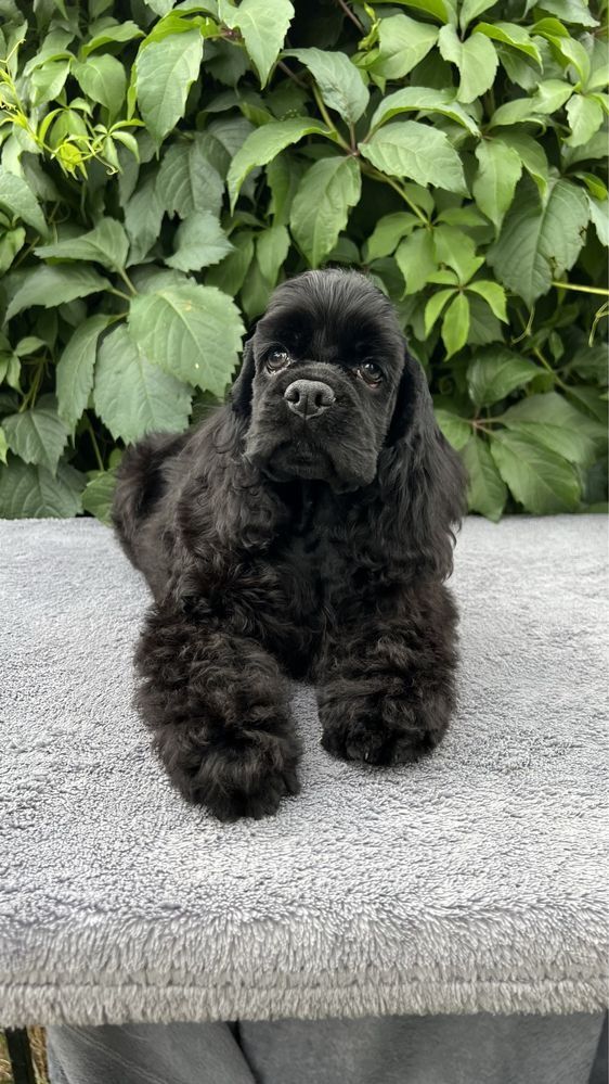 Cocker spaniel Americano