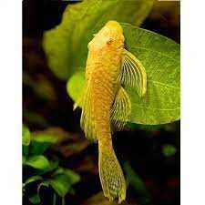 Желтые сомики анциструсы