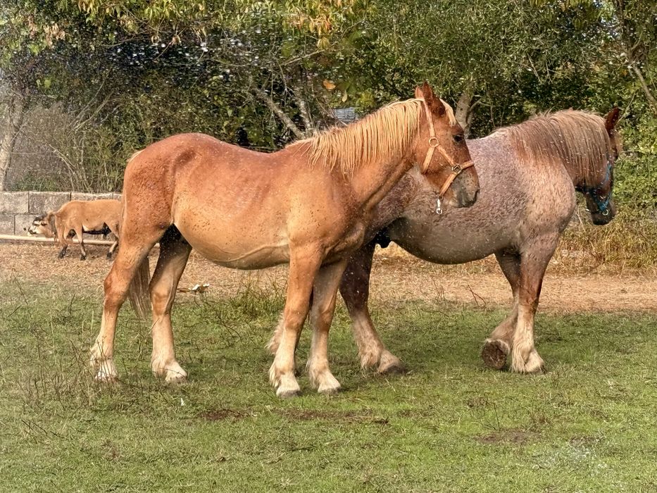 Poldro Breton Francês