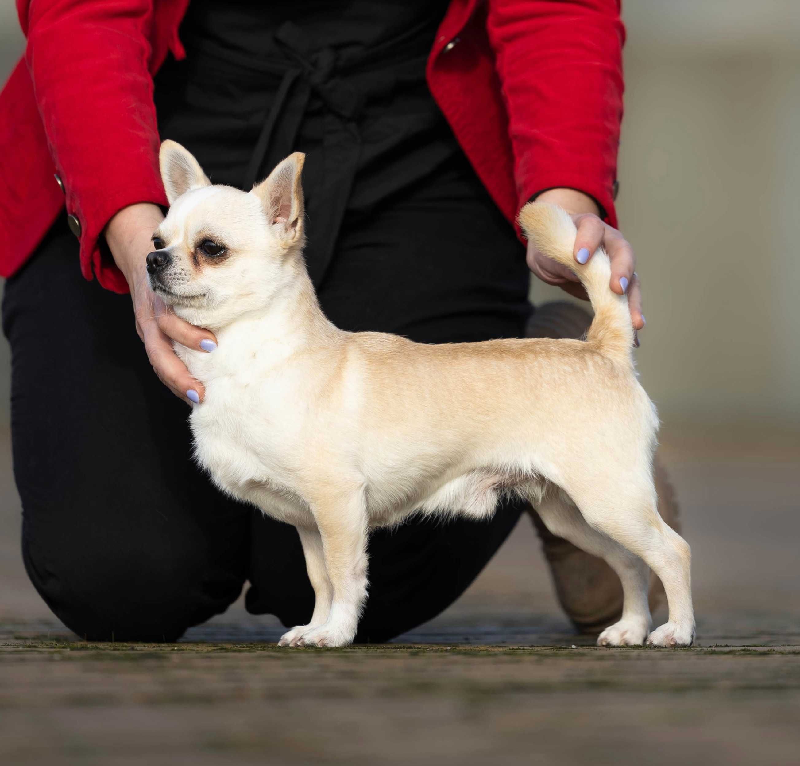 SUCZKA Chihuahua Krótkowłosa po Ch.PL, W-wa