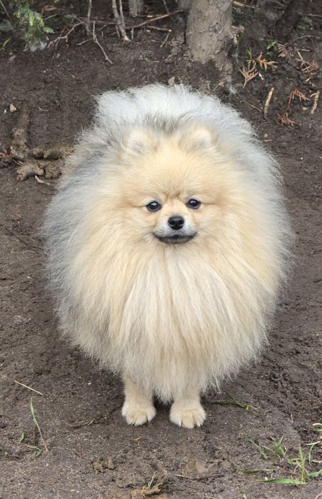 Pomeranian szpic miniaturowy zkwp FCI
