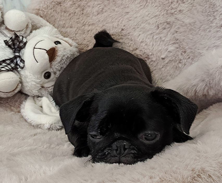 Бомбезні мопсики