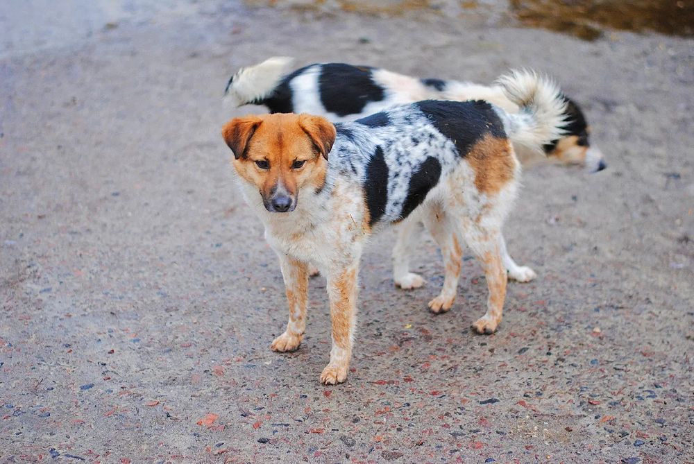 Вакциновані цуцики в добрі руки
