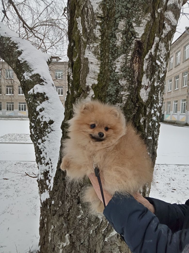 Чудесный щенок померанчик