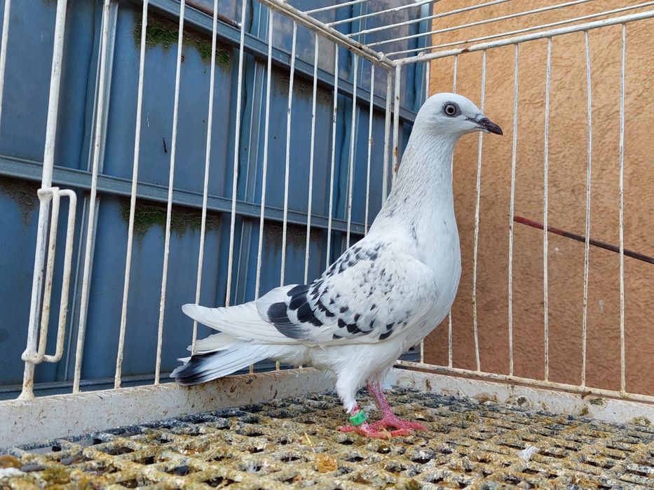 Jasny boczaty z grochami ,samczyk 25r. Wylot