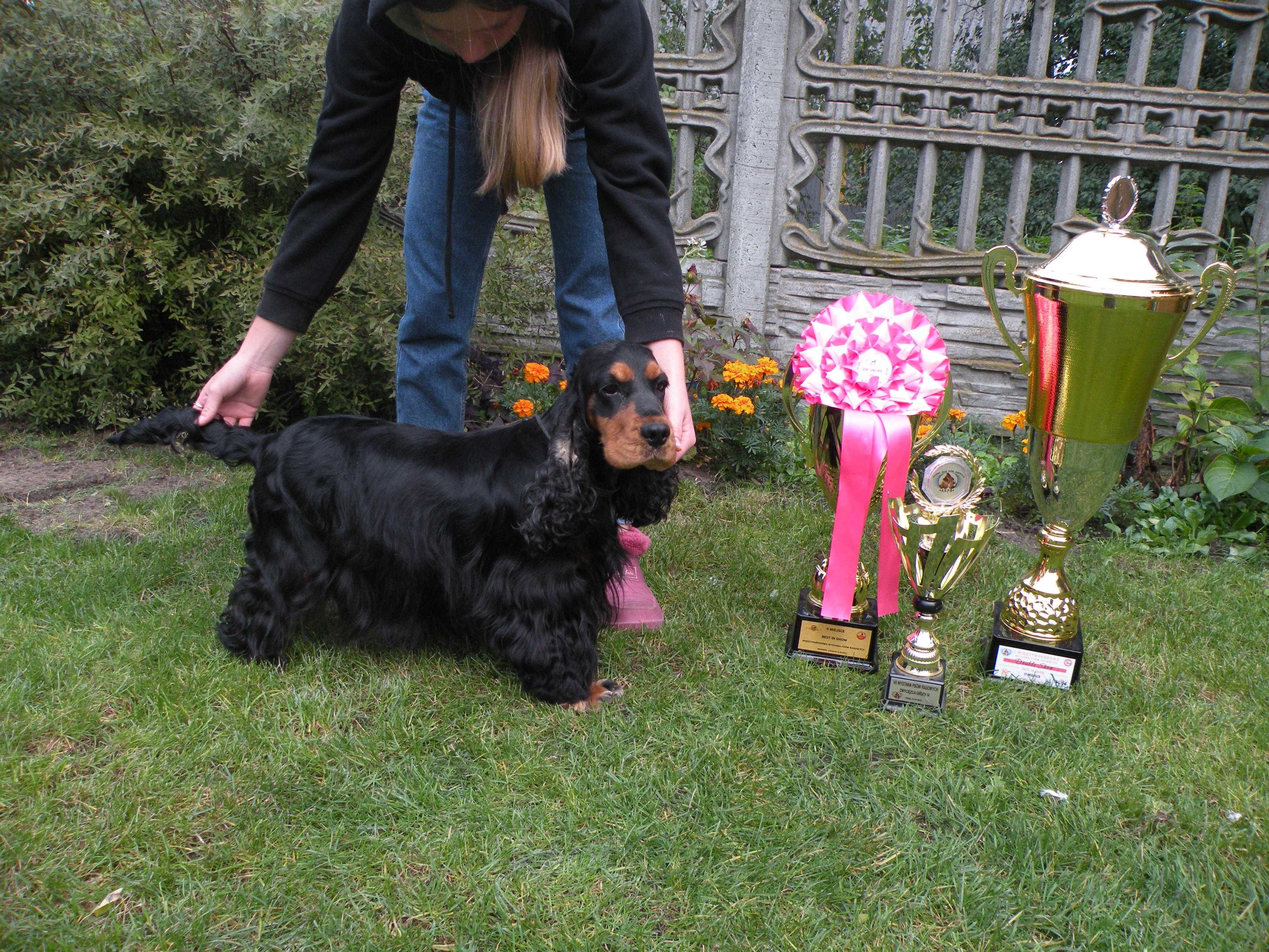 cocker spaniel angielski