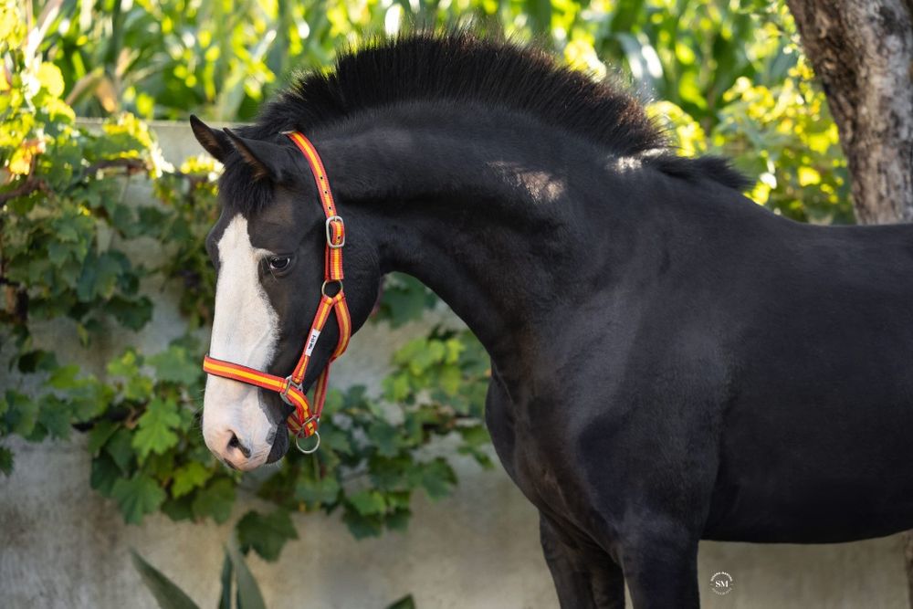 Poldro Puro lusitano