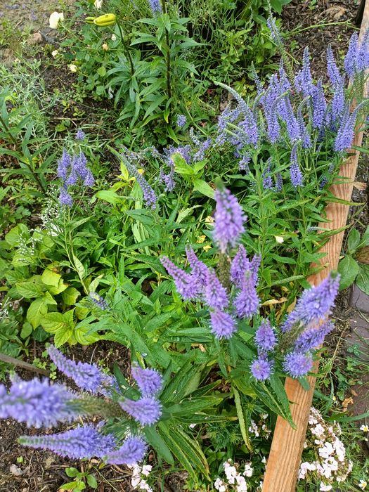 Rudbekia owłosiona naga, odętka werbena
