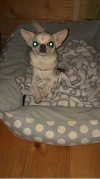 1,5 roczna sunia chihuahua fci