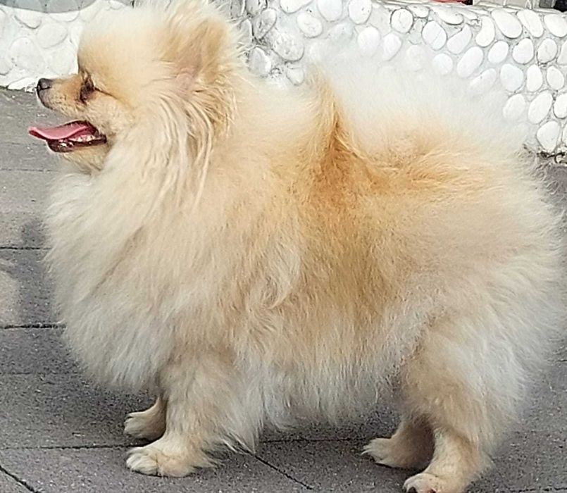 Szpic miniaturowy pomeranian FCI