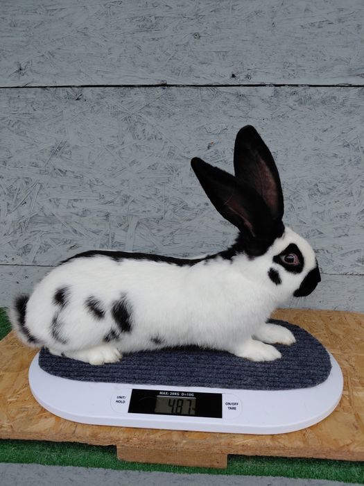 Olbrzym srokacz czarny, króliki, samiec