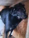 587346 Ola tylko odpowiedzialna adopcja