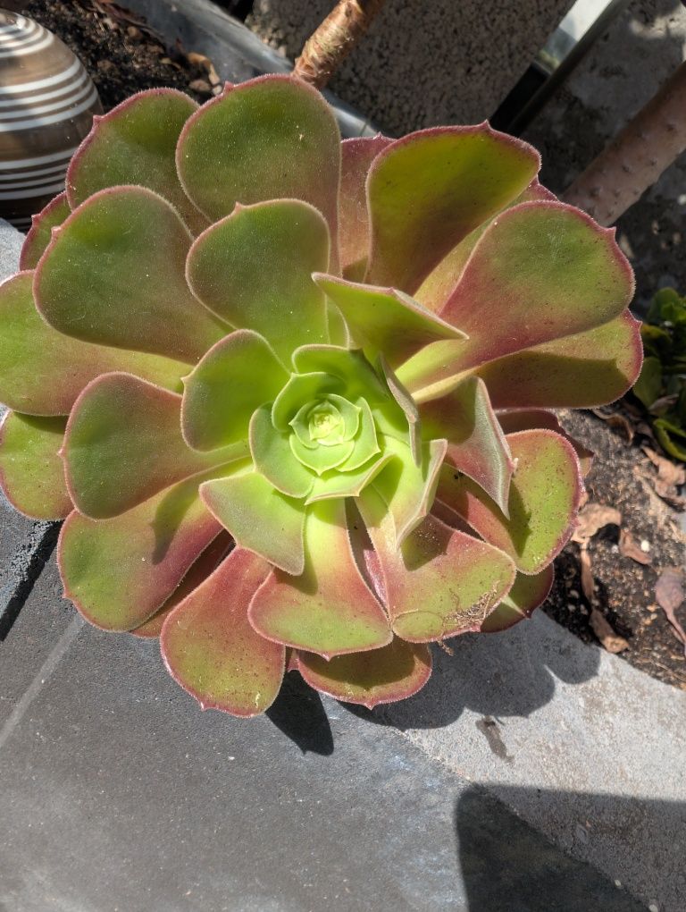 Eonium Schwarzkopf,pojedyńcza rozeta.