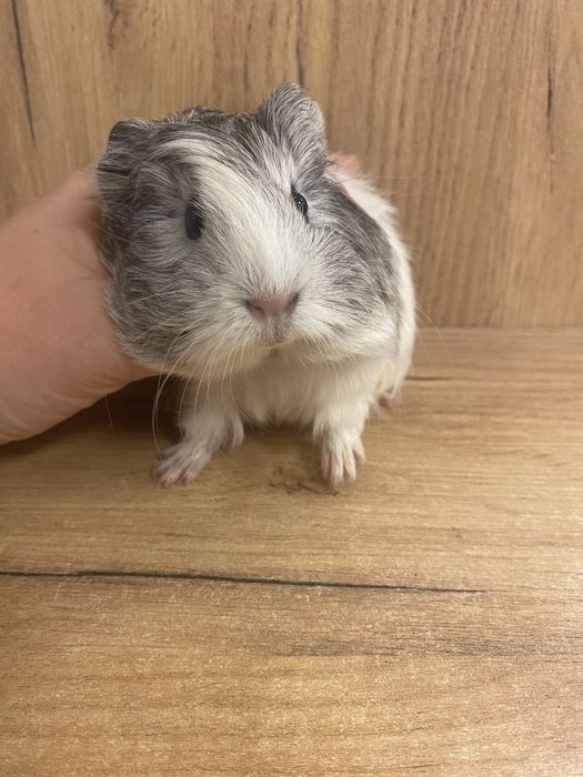 Świnka morska samiczka gładkowłosa silver szara